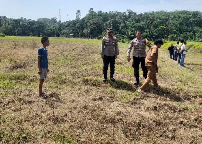 Penampakan Harimau Sumatera Gegerkan Warga Desa Linau, Waspada Tetap Ditekankan