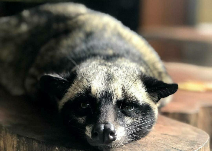 Mengenal Fakta-Fakta Menarik tentang Luwak yang Wajib Diketahui