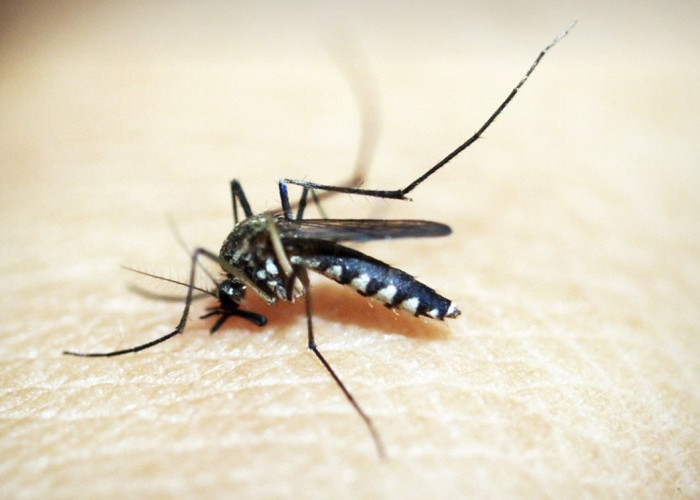 DBD dan Chikungunya Mana yang Paling Berbahaya? Penularan Virus Sama-sama dari Gigitan Nyamuk 