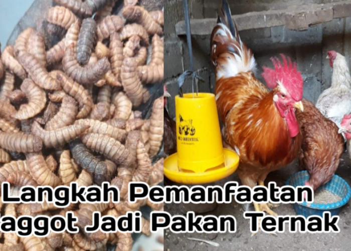 5 Langkah Mudah Memanfaatkan Maggot Sebagai Pakan Ternak