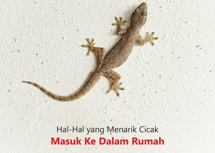 Mengungkap Alasan dan Cara Mencegah Cicak Masuk ke Dalam Rumah