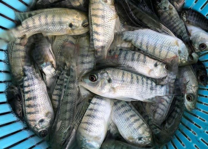 8 Langkah Memilih Bibit Ikan Nila Berkualitas