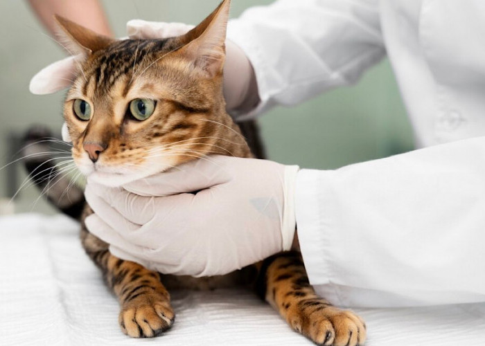 Mengungkap Bahaya Virus Panleukopenia pada Kucing: Gejala, Risiko, dan Cara Penanggulangannya
