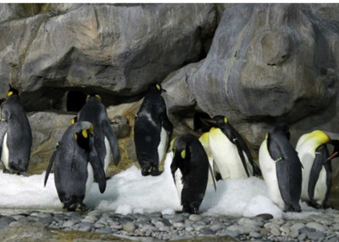 Penguin Kaisar Terbesar, Tingginya Lebih dari 1 Meter dan Bobot 35 Kg, Makanannya Udang dan Cumi