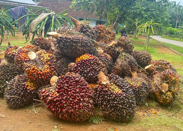 Harga TBS Sawit Mukomuko Naik hingga Rp40 per Kg, Ini Daftar Lengkapnya