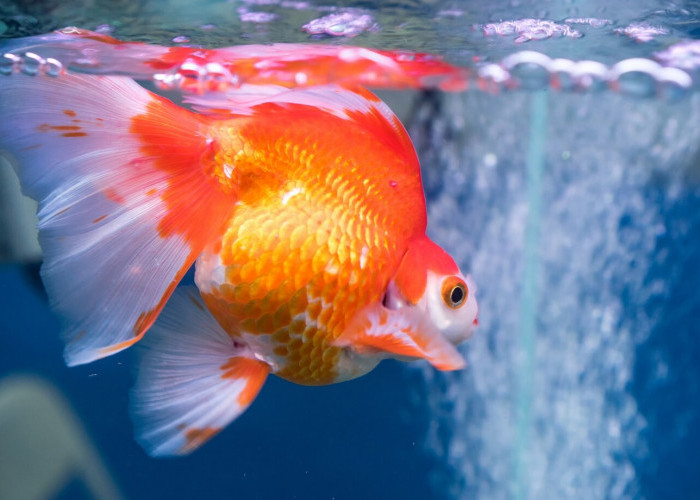 Ikan Mas Koki Jangan Diberi Pakan Berlebihan, Ini 8 Tips Merawatnya dengan Benar