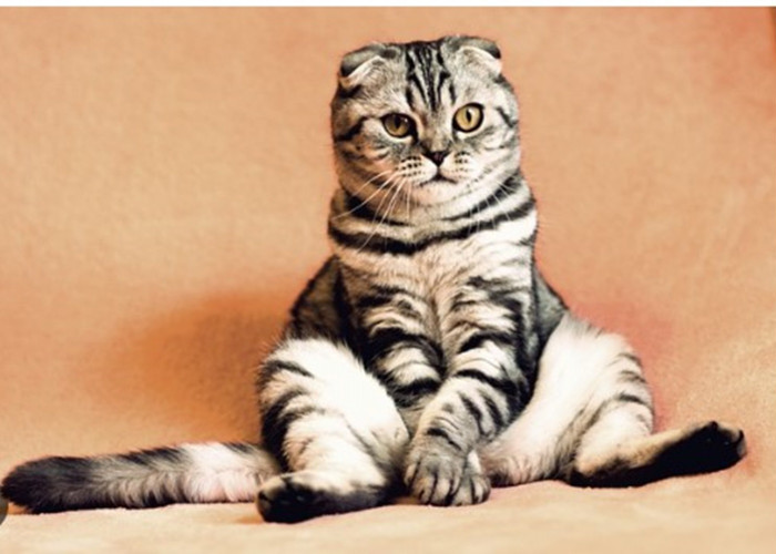 Ini 7 Ras Kucing yang Memiliki Kaki Pendek, Mayoritas Memiliki Ukuran Tubuh yang Kecil 