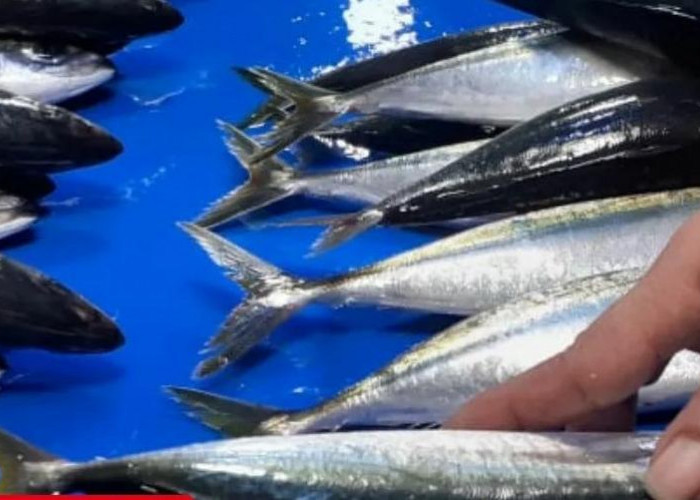 4 Dampak Konsumsi Ikan Bermerkuri pada Janin dan Ibu Hamil serta Cara Mengurangi Risikonya