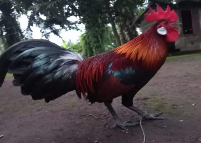 Ayam Hutan, Ayam Liar Indonesia yang Telah Ada Sejak Zaman Prasejarah