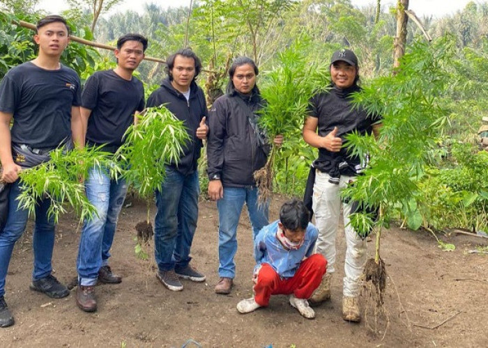 Petani di Rejang Lebong Kembali Diringkus Polisi Usai Nekat Tanam Ganja, 15 Batang Ganja dari Kebun Jadi BB