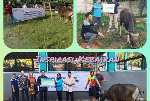 BSI AREA BENGKULU Salurkan Lebih dari 22 Hewan Kurban Di Wilayah Provinsi Bengkulu