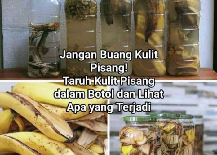 Jangan Buang Kulit Pisang! Inilah 5 Manfaatnya untuk Tanaman Anda