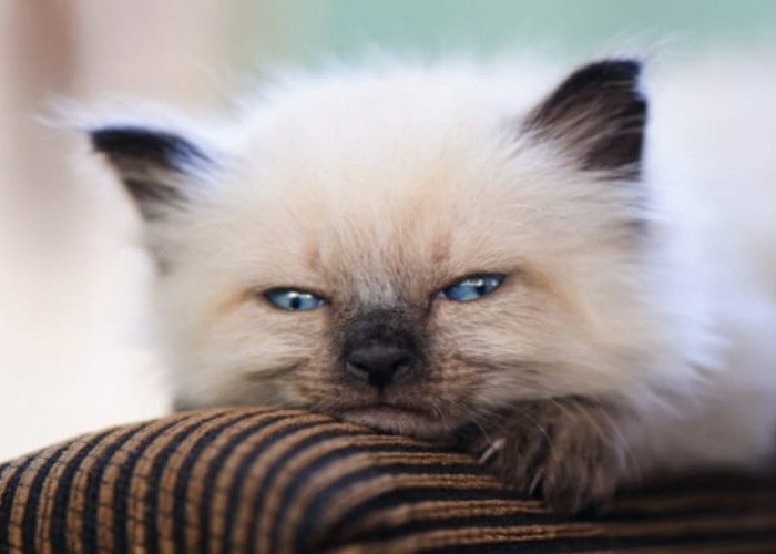 5 Fakta Menarik tentang Kucing Himalaya dengan Bulu Indah