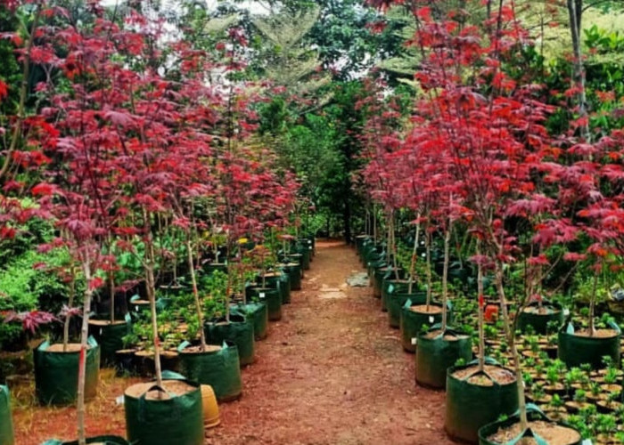 Pohon Hias Tidak Merusak Beton: Inspirasi Hijau Nan Kekinian untuk Halaman Rumahmu