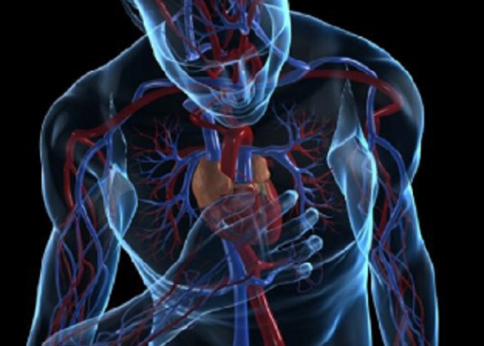 Kelainan Pada Katup Jantung, Obesitas dan Diabetes, Ganggu Sistem Peredaran Darah 