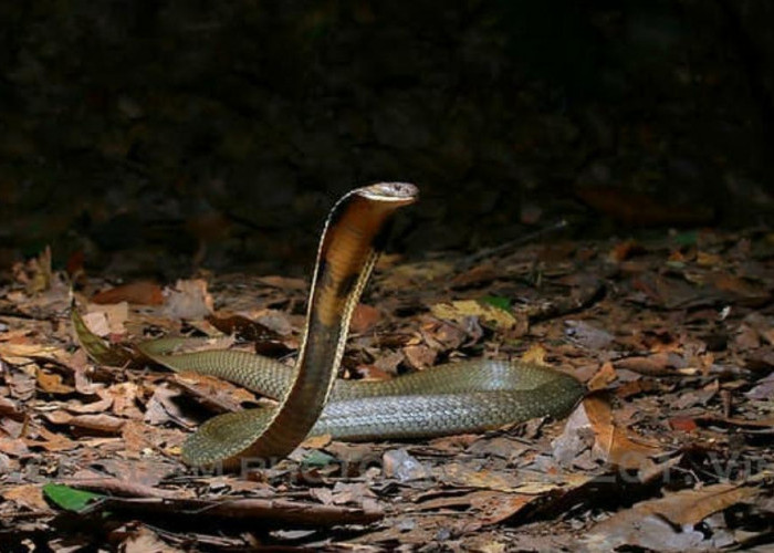 10 Fakta Menarik Tentang King Cobra, Ular Berbisa Terpanjang di Dunia