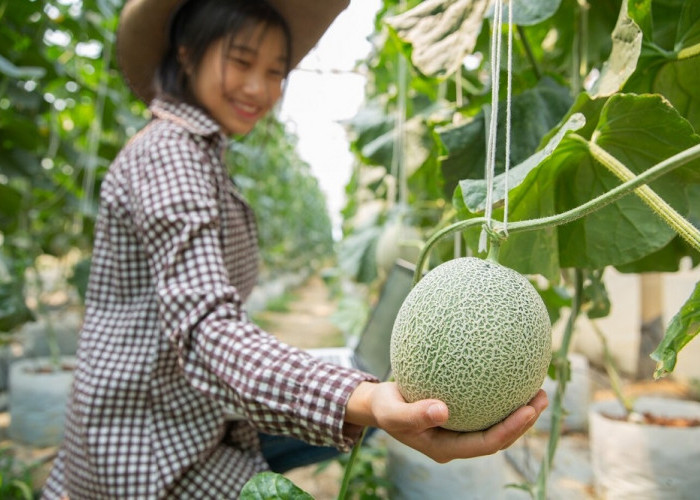 Tips Menaman Buah Melon di Pekarangan Rumah, Hasilkan Buah Manis Semanis Madu