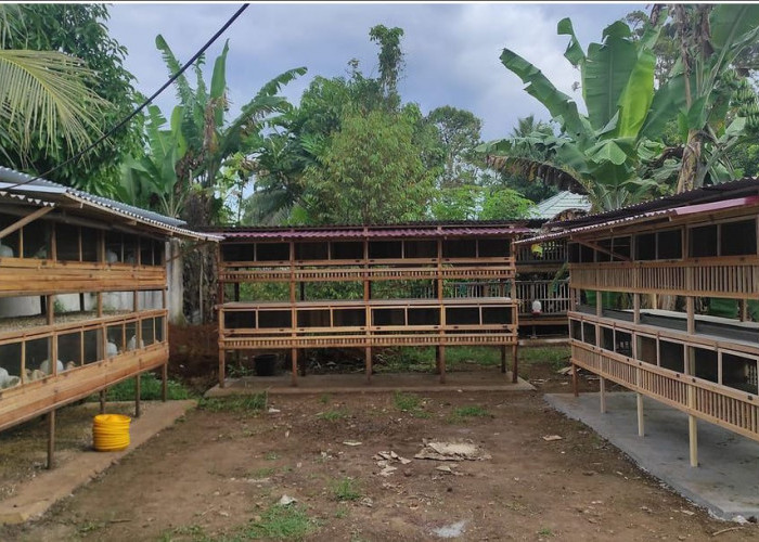 Gak Asal Bikin, Rahasia Sukses Beternak Ayam Bangkok dengan Kandang yang Dibagi 3 Lokasi