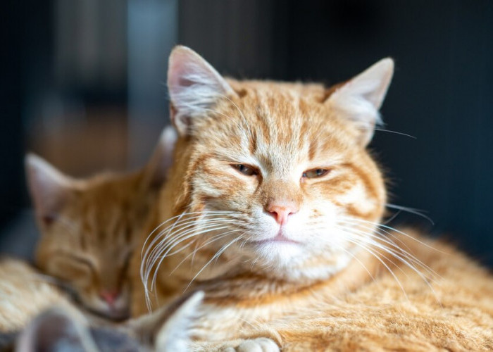 Istimewa! Ini 10 Fakta Unik Kucing Orang yang Dipercaya Membawa Keberuntungan di Beberapa Budaya