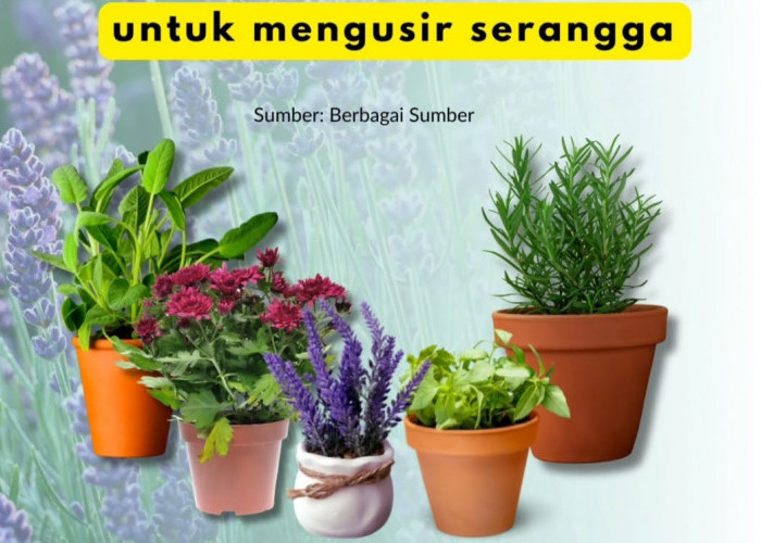 Marigold: Pengusir Serangga Alami yang Efektif, Temukan Tanaman Herbal Lain yang Tak Kalah Bermanfaat!