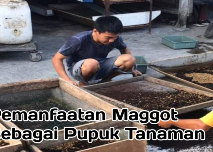 Inovasi Pertanian Organik, Pemanfaatan Maggot Sebagai Pupuk Bagi Tanaman 