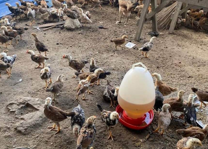 Beternak Ayam Kampung Pedaging: Peluang Bisnis Menguntungkan di Pedesaan