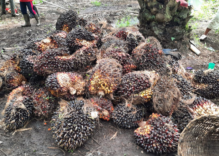 Bukan Cuma Kekurangan Nutrisi, Ini 7 Faktor Penyebab Buah Sawit Menjadi Ringan