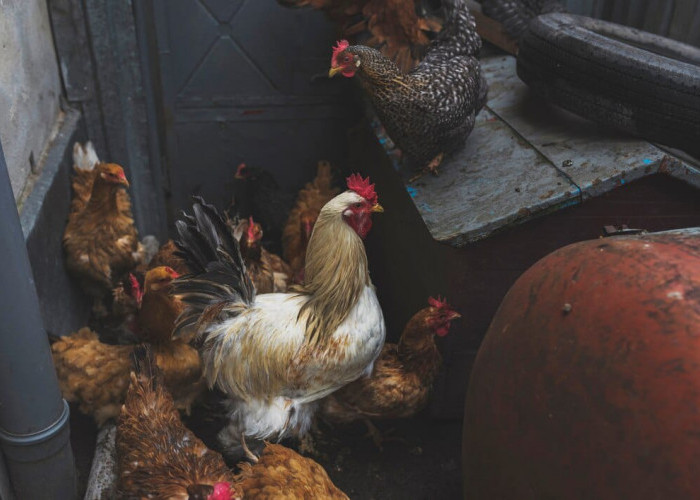 Kenali 5 Perbedaan Utama dari Ayam Kampung dan Ayam Broiler