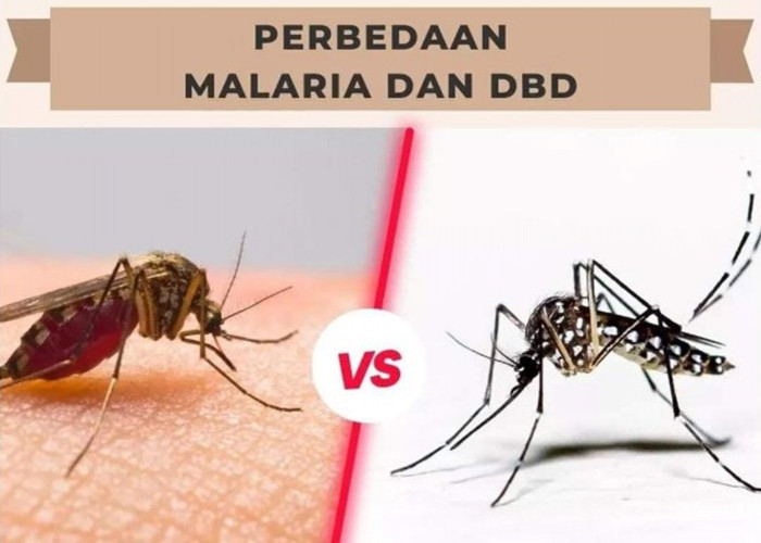 Yuk Belajar Membedakan, Ini 5 Beda Nyamuk Malaria dan DBD, Supaya Tidak Salah Penanganan