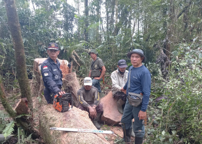 Ketahuan Melakukan Ilegal Logging di Hutan TNKS Rejang Lebong, Dua Tersangka Diamankan