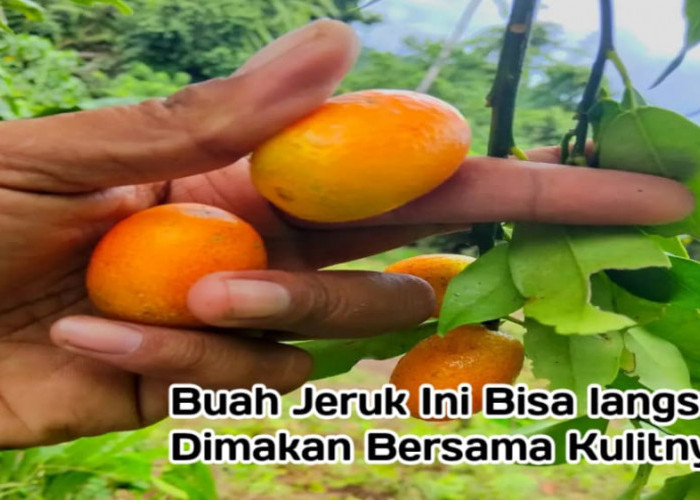 Jeruk Kumquat, Buah Unik yang Bisa Langsung Dimakan, Miliki Manfaat Luar Biasa untuk Kesehatan