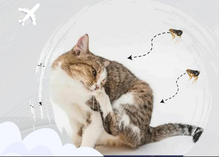 Cara Membasmi Kutu Kucing dan Penyebab Kucing Terkena Kutu