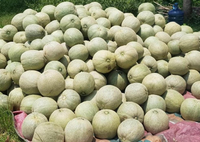 7 Cara dan Waktu yang Tepat untuk Pemanenan Buah Melon Hijau, Supaya Kualitas Buah Tetap Baik