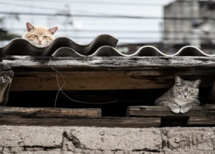 Memberi Makan Kucing Liar Perbuatan Sepele, Siapa Sangka Keajaiban Rezeki akan Datang Tanpa Disadari