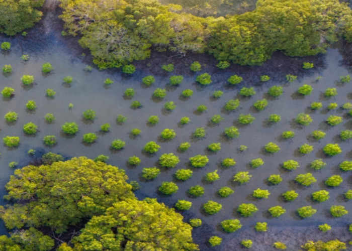 Fungsi serta 6 Manfaat Tanaman Mangrove bagi Lingkungan
