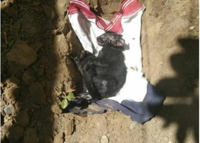 Mitosnya Tabrak Kucing Bakal Sial, Apalagi Kalau Sampai Mati, Sebaiknya Segera Dikubur