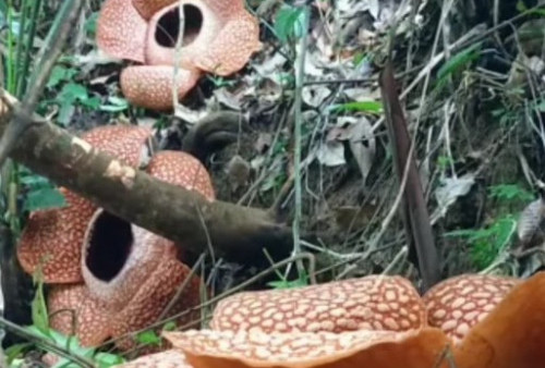 Cantiknya, Tiga Rafflesia Mekar Sempurna