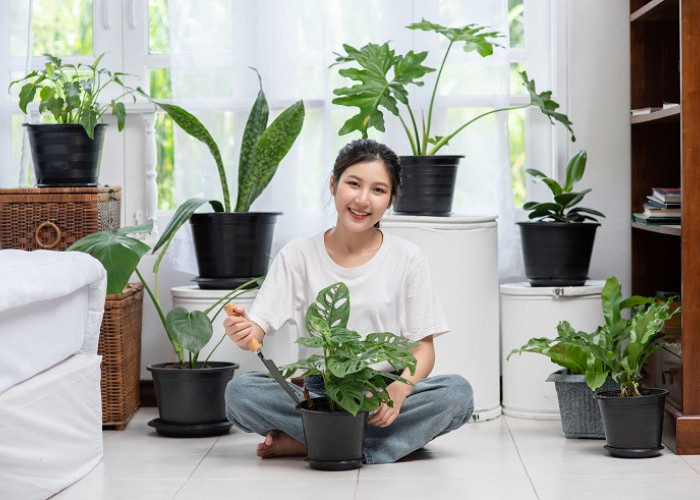 Mood Booster Alami! Ini 5 Jenis Tanaman Indoor yang Bikin Ruangan Lebih Segar dan Nyaman