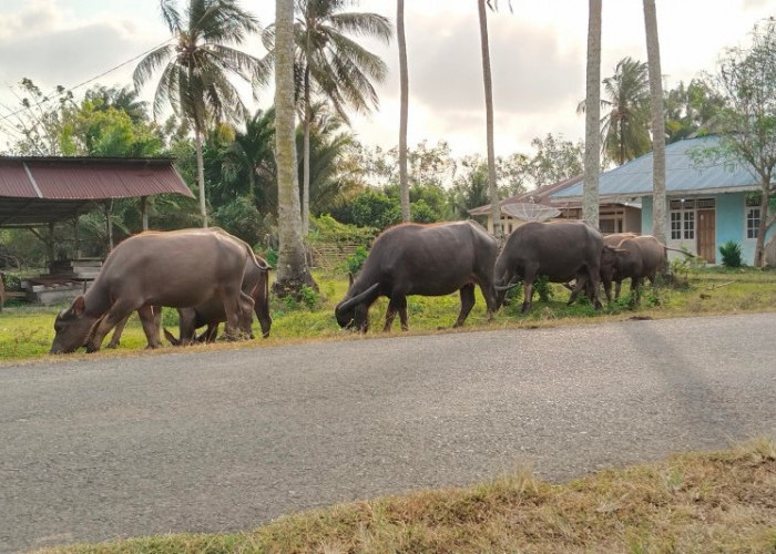 Mukomuko Perlu Bangun Kawasan Ternak dan UPPO Biogas