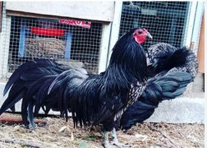 Hampir Punah di Negeri Sendiri, Ayam Black Sumatra Dieksploitasi Besar-Berasan Pada Abad 19