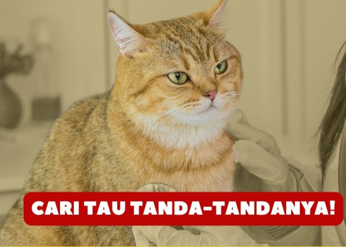 Was-Was! Ini Tanda Kucing Peliharaan Terkena Rabies Akibat Terinfeksi, Jangan Sampai Terlambat Tahu