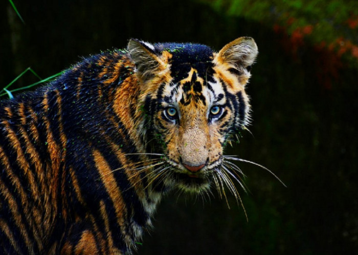 Kisah Legenda 7 Manusia Harimau Bengkulu: Apakah Ini Hanya Mitos atau Fakta?