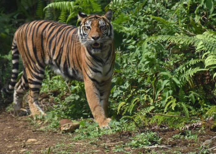 Kabar Harimau di Pantai Badri Mukomuko Bikin Geger, Kapolsek Ingatkan Warga Tetap Waspada