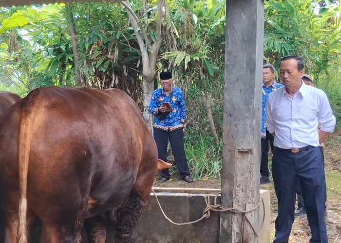 Sapi Kurban Presiden untuk Lebong Lolos Verifikasi, Bobotnya Capai 905 Kilogram
