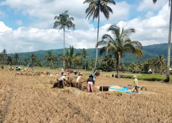 Hadapi Musim Kemarau, Distankan Rejang Lebong Anjurkan Petani Beralih ke Palawija