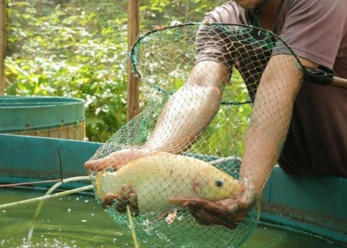 4 Panduan Memindahkan Ikan Nila Berdasarkan Waktu