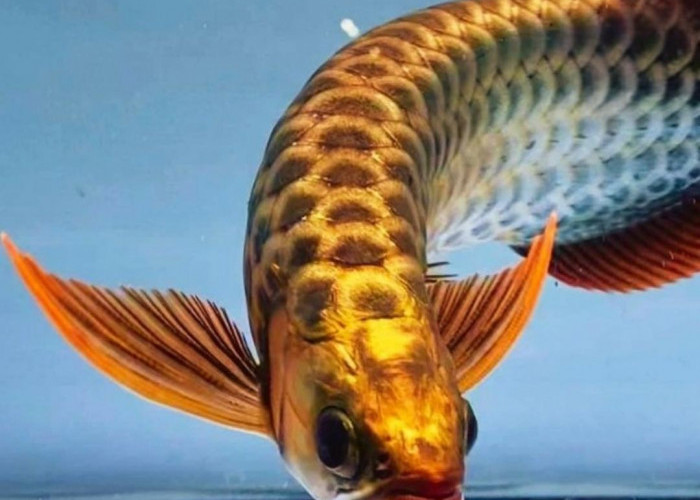 8 Fakta Menarik tentang Ikan Arwana: Si Ikan Naga yang Memikat