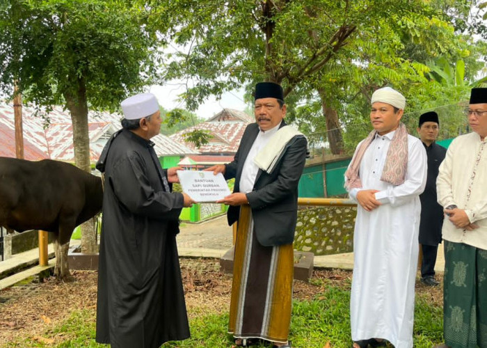 Dua Sapi Kurban Pemprov Bengkulu Diserahkan Langsung ke Masjid Baitul Izzah