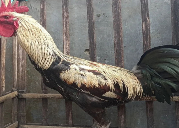 Asal Usul Ayam Pelung, Ayam Unik Endemik Indonesia