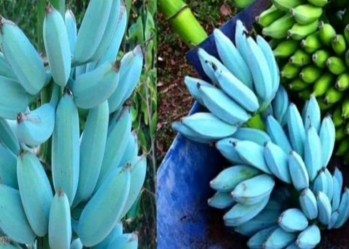 Miliki Warna Unik dan Rasa Manis Mirip Es Krim, Berikut Fakta Unik Pisang Blue Java